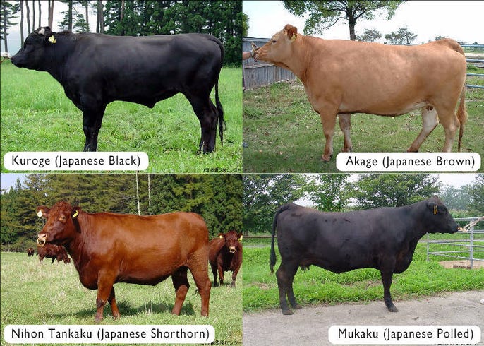 Japanese cattles